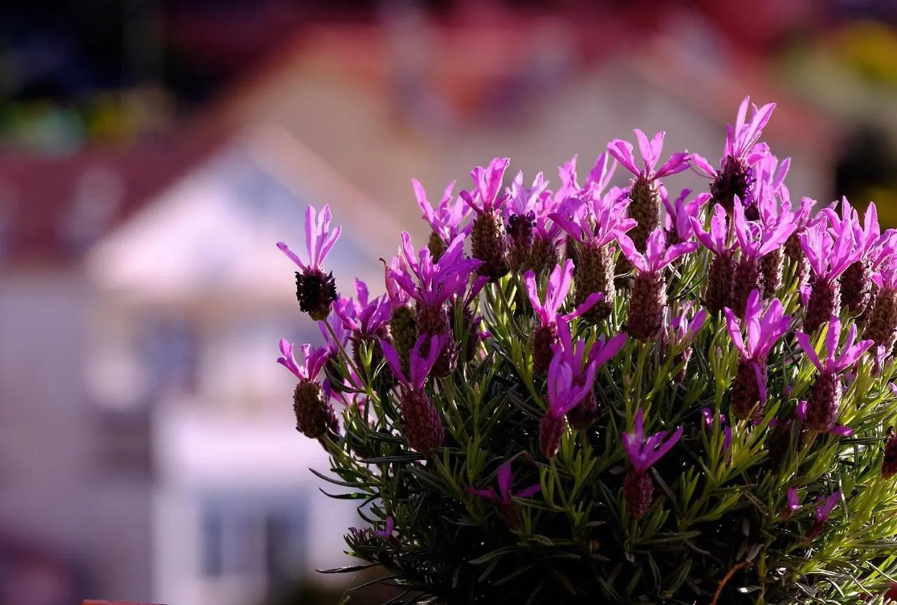 Skylark Bed & Breakfast Grasse